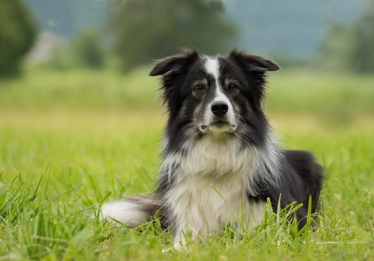 10 Things Every Border Collie Owner Needs in Their
Home