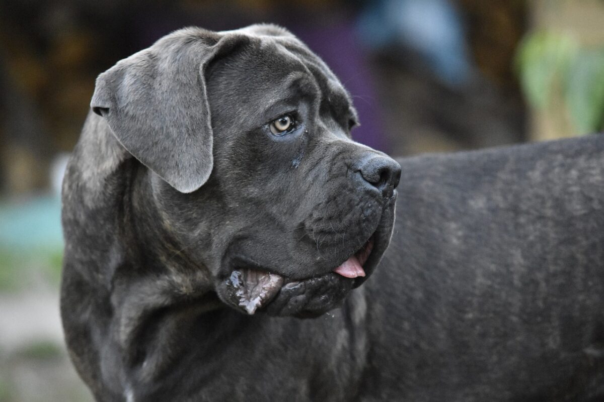 10 Things Every Cane Corso Owner Needs in Their Home