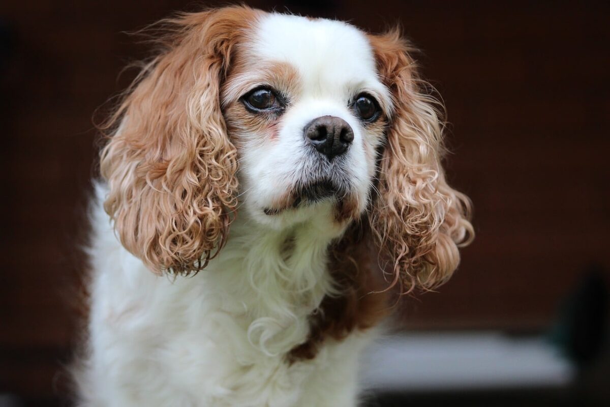 10 Things Every Cavalier Owner Needs in Their Home