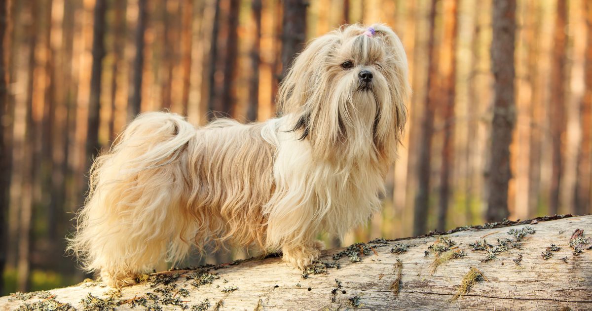 11 Dog Breed Names You’ve Probably Been
Mispronouncing