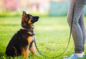 German,Shepherd,Puppy,Sitting,And,Training,With,The,Owner