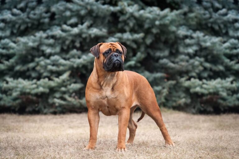 11 Guard Dog Breeds: From Puppy Cuddles to Fearless
Protectors