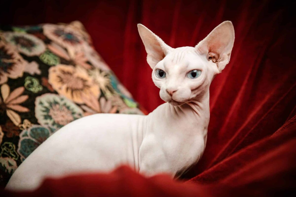 11 Hypoallergenic Cat Breeds