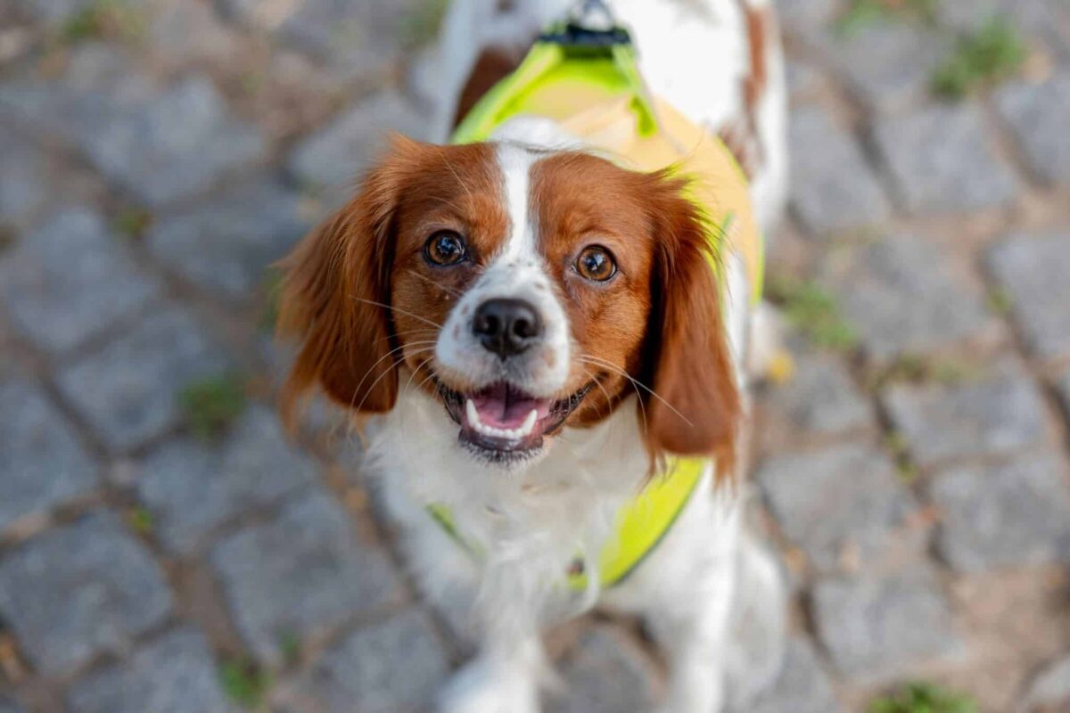 11 Signs You’re Dog Is Truly Happy