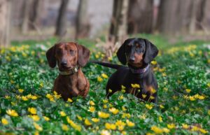 11 Things You Should Know Before Getting A Dachshund