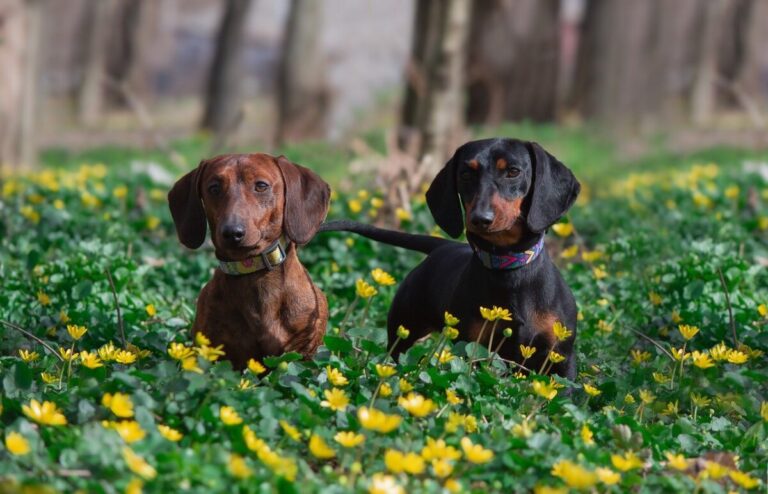 11 Things You Should Know Before Getting A Dachshund