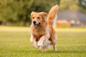 11 Things You Should Know Before Getting A Golden
Retriever