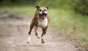 12 Dog Breeds Most Likely To Get The Zoomies