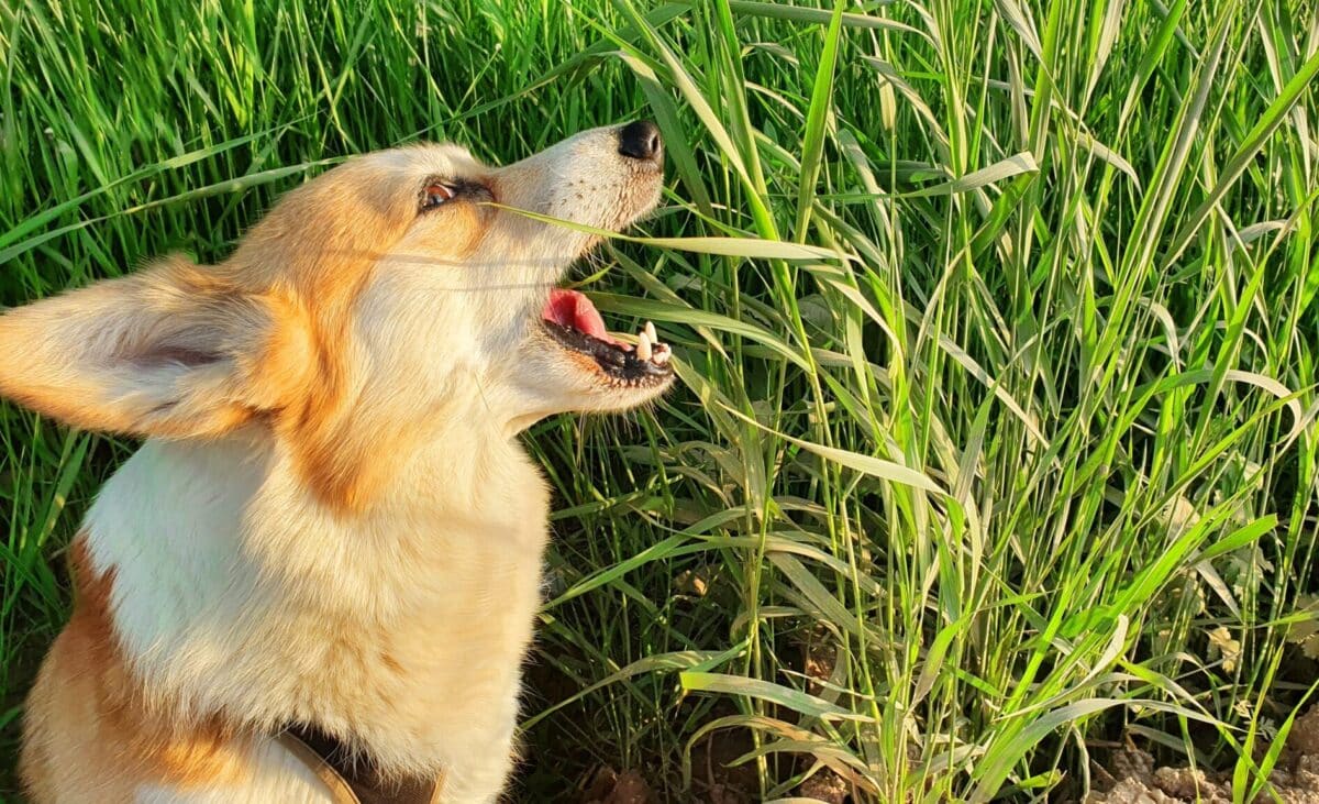 12 Fascinating Explanations for Why Dogs Eat Grass and Then
Vomit