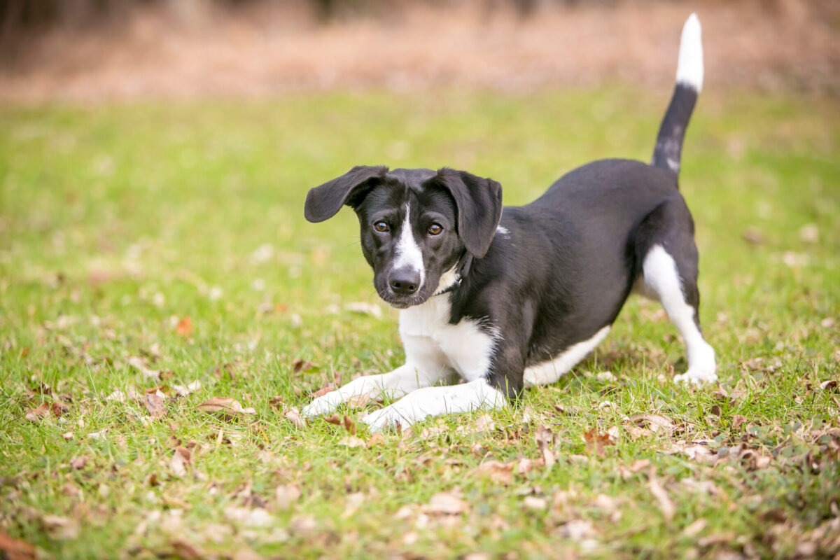 12 Hidden Meanings Behind Your Dog’s Tail Wagging