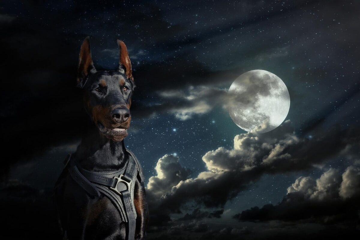 13 Dog Breeds Ideal for Night Owls