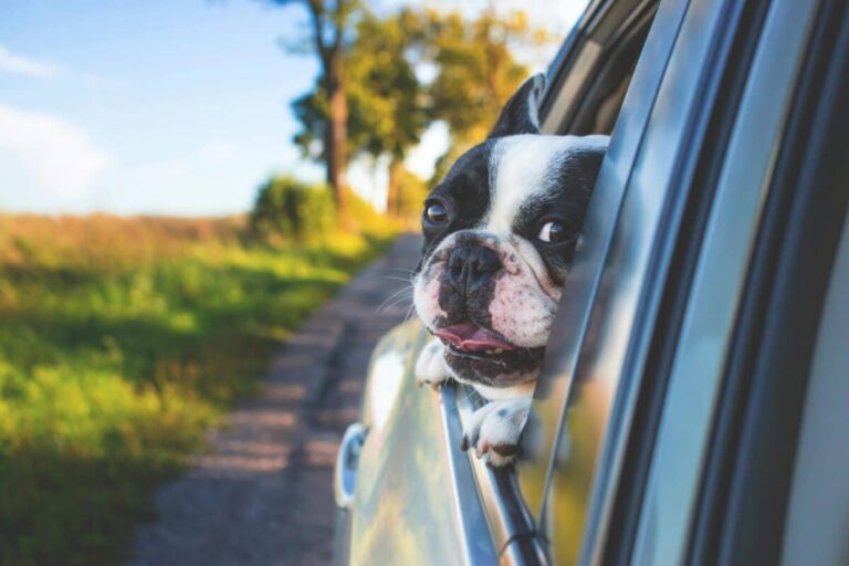 13 Dog Breeds That Need Special Attention On Car
Rides