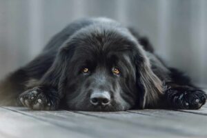 13 Large Dog Breeds Plus Pro Tips For Owners