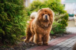 13 Most Independent Dog Breeds: Canines That Call Their Own
Shots