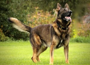 13 Pearls Of Wisdom You Didn’t Know About Owning A German
Shepherd