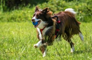 13 Playful Pooches: Dog Breeds That Turn Every Day into
Playtime