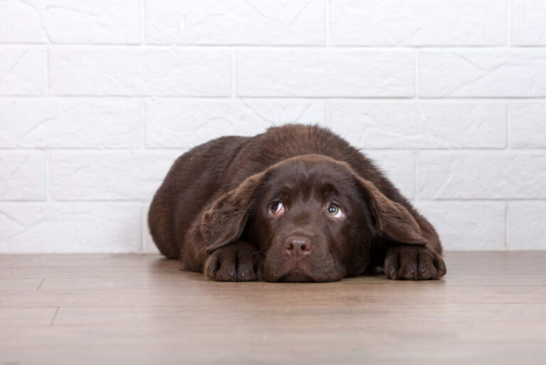 13 Unexpected Emotions Behind Your Dog’s Guilty Look