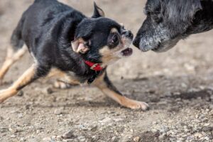 13 Ways to Stop Your Dog from Fighting With Other
Dogs