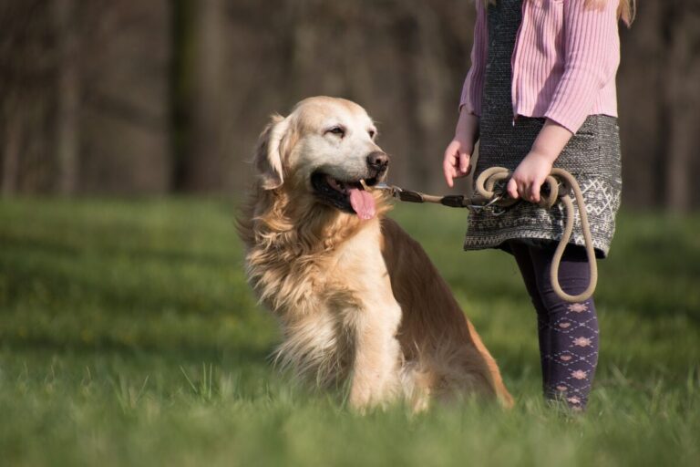 14 Dog Breeds That Thrive On Human Interaction And Hate
Being Alone