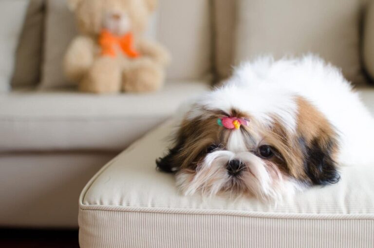 14 Exceptionally Well-Behaved Dog Breeds