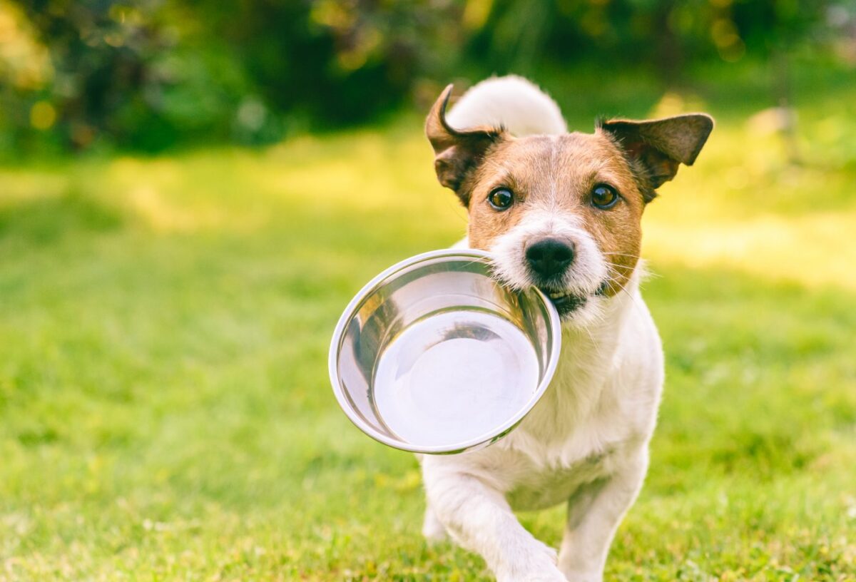 15 Delicious Treats To Spoil Your Dog