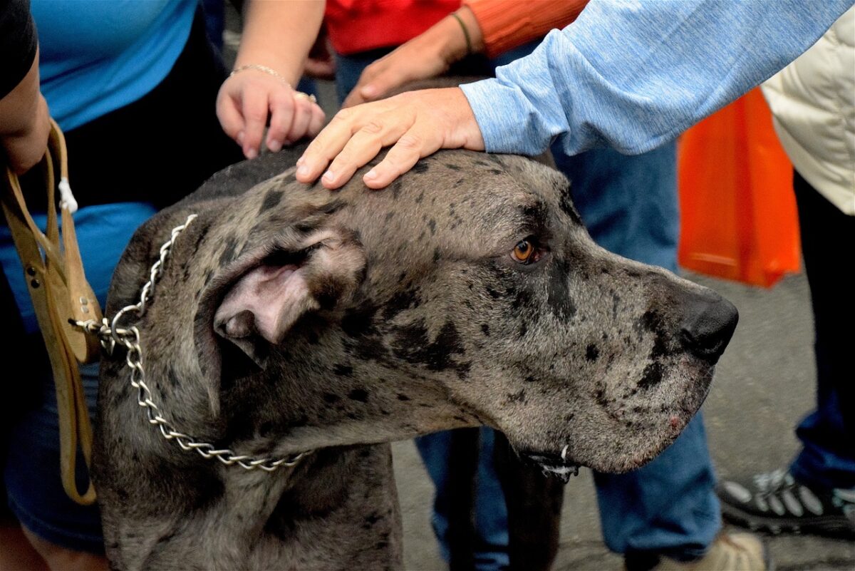 15 Dog Breeds That Appear Intimidating…But Are Total
Sweethearts