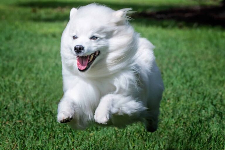 15 Little-Known Facts About American Eskimo Dogs