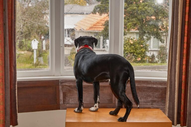 15 Things Your Dog Needs When Left at Home Alone