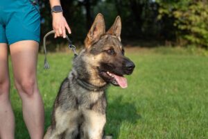 16 Best Guard Dog Breeds: Dogs That Keep You Safe