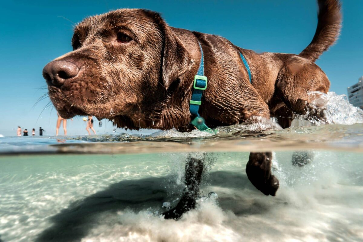 16 Best Water Dog Breeds: Dogs That Love to Swim