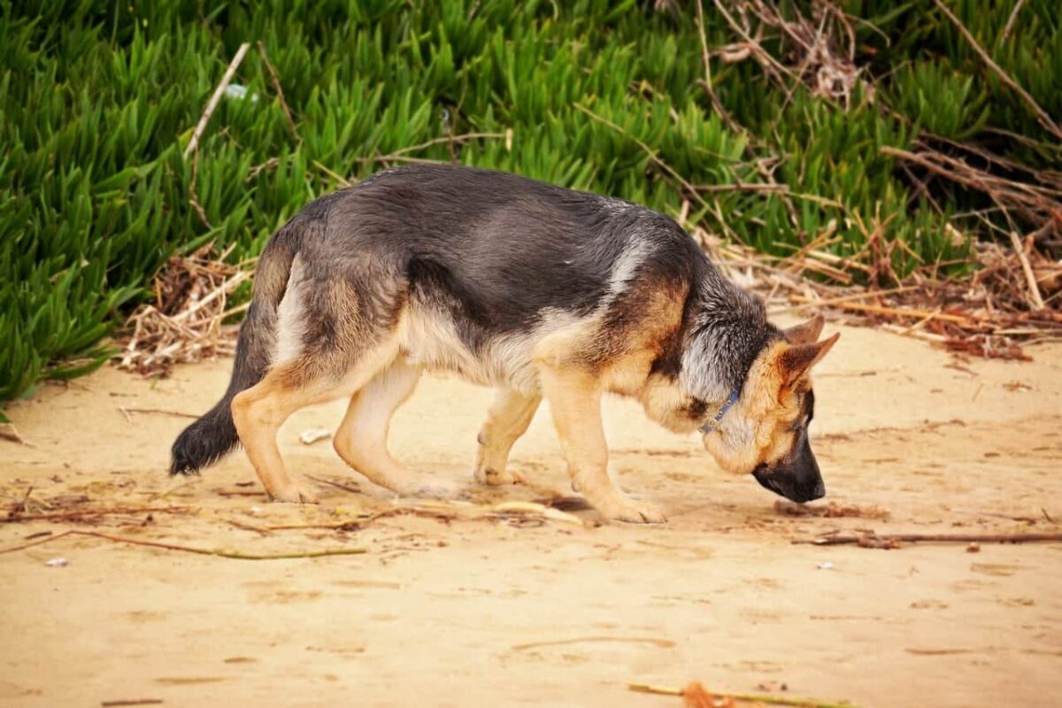 16 Best Working Dog Breeds: Dogs That Excel at Their
Jobs