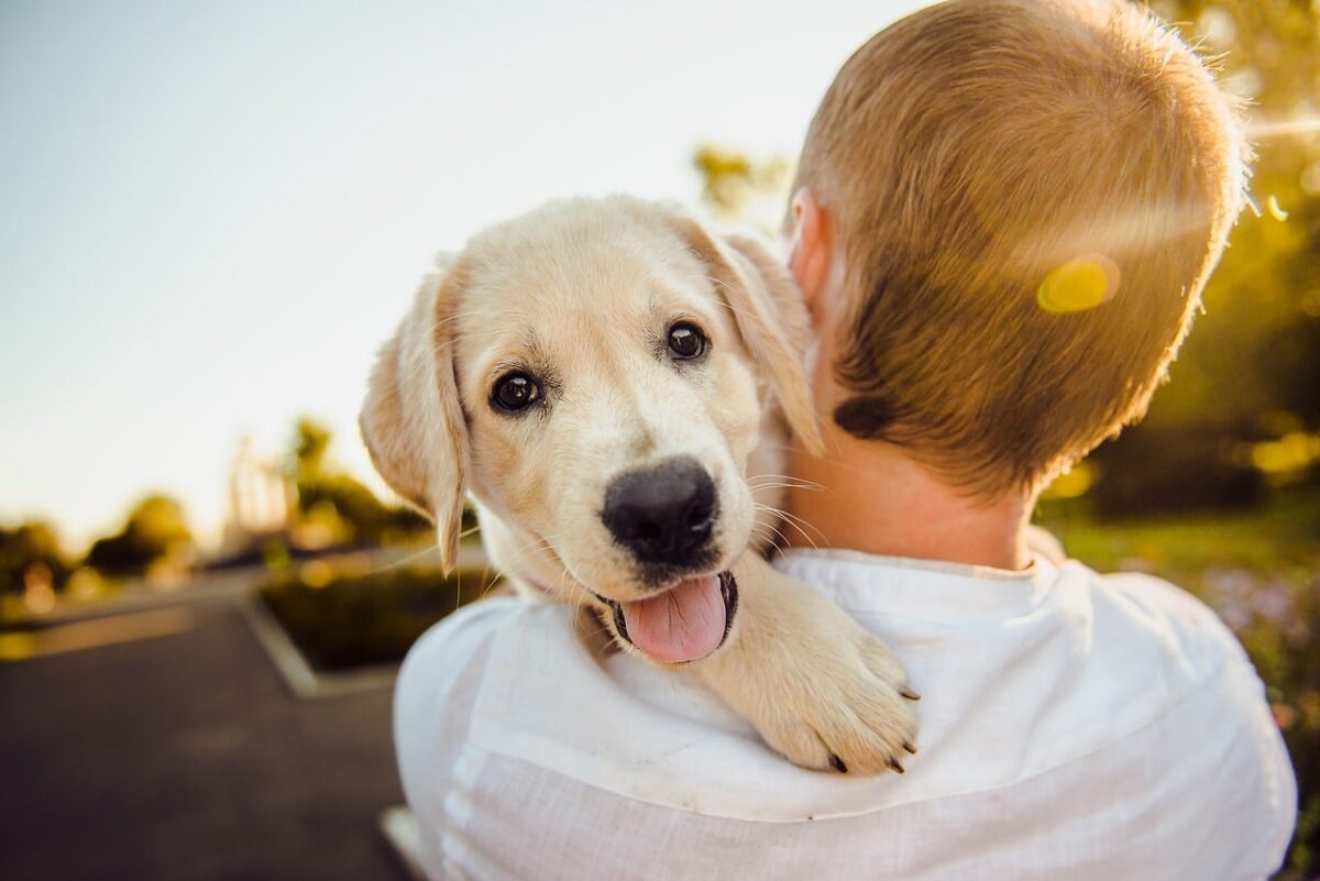 16 Most Affectionate Dog Breeds: Dogs That Warm Your
Heart