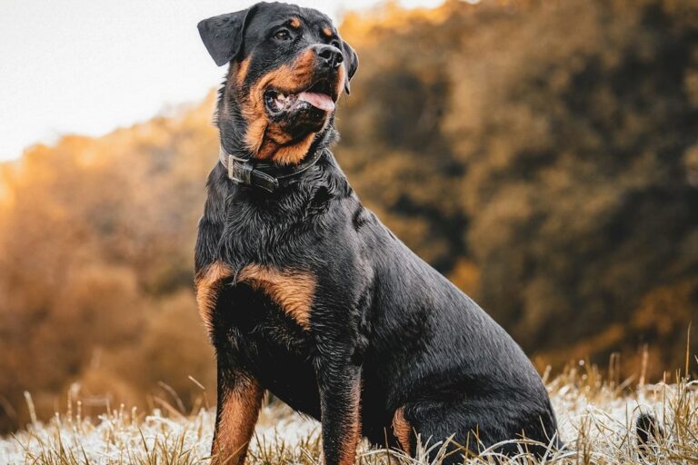 13 Dog Breeds Who Are Natural-Born Leaders