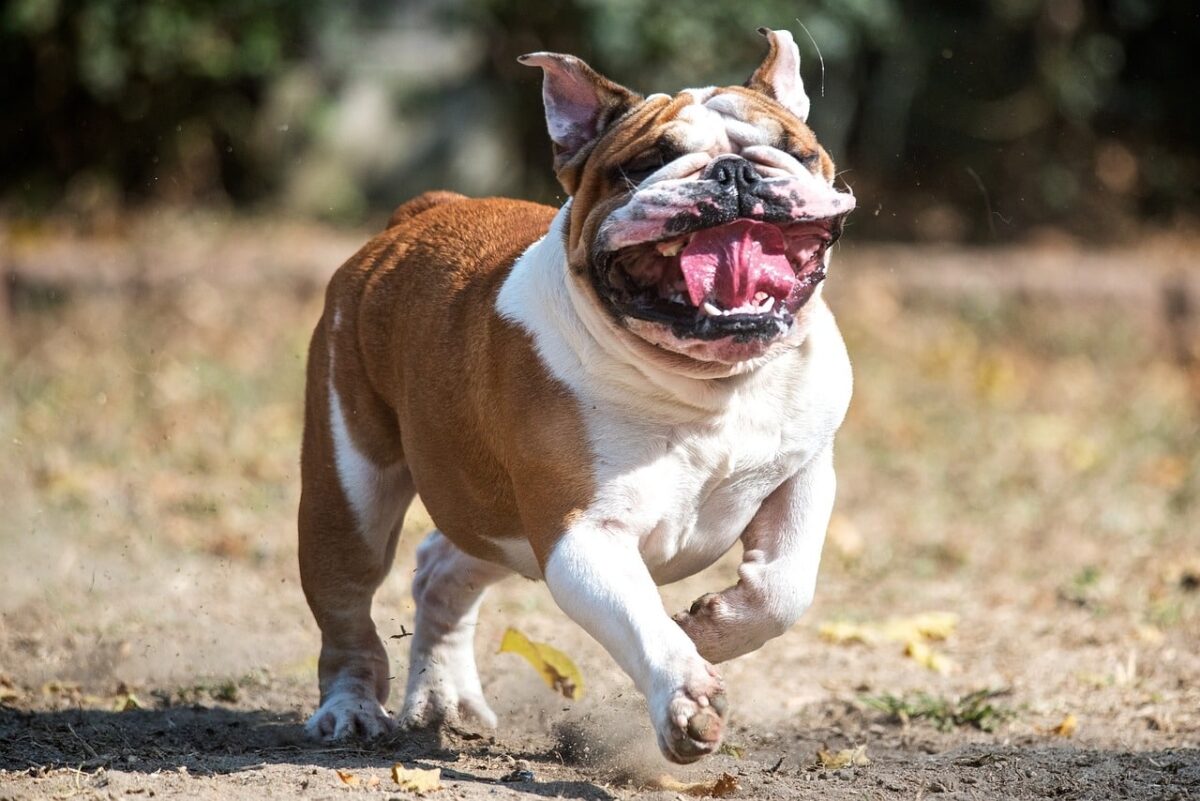 7 Dog Breeds Known For Their Sense Of Humor