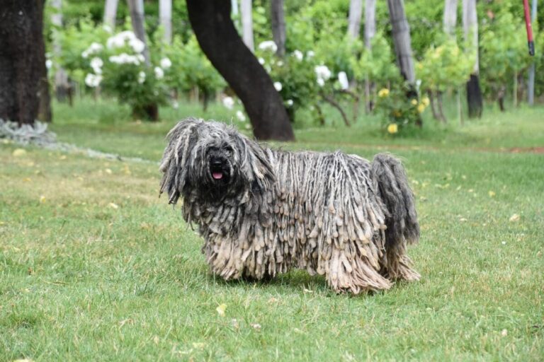 7 Dog Breeds Who Look Like They’re From Another
Planet