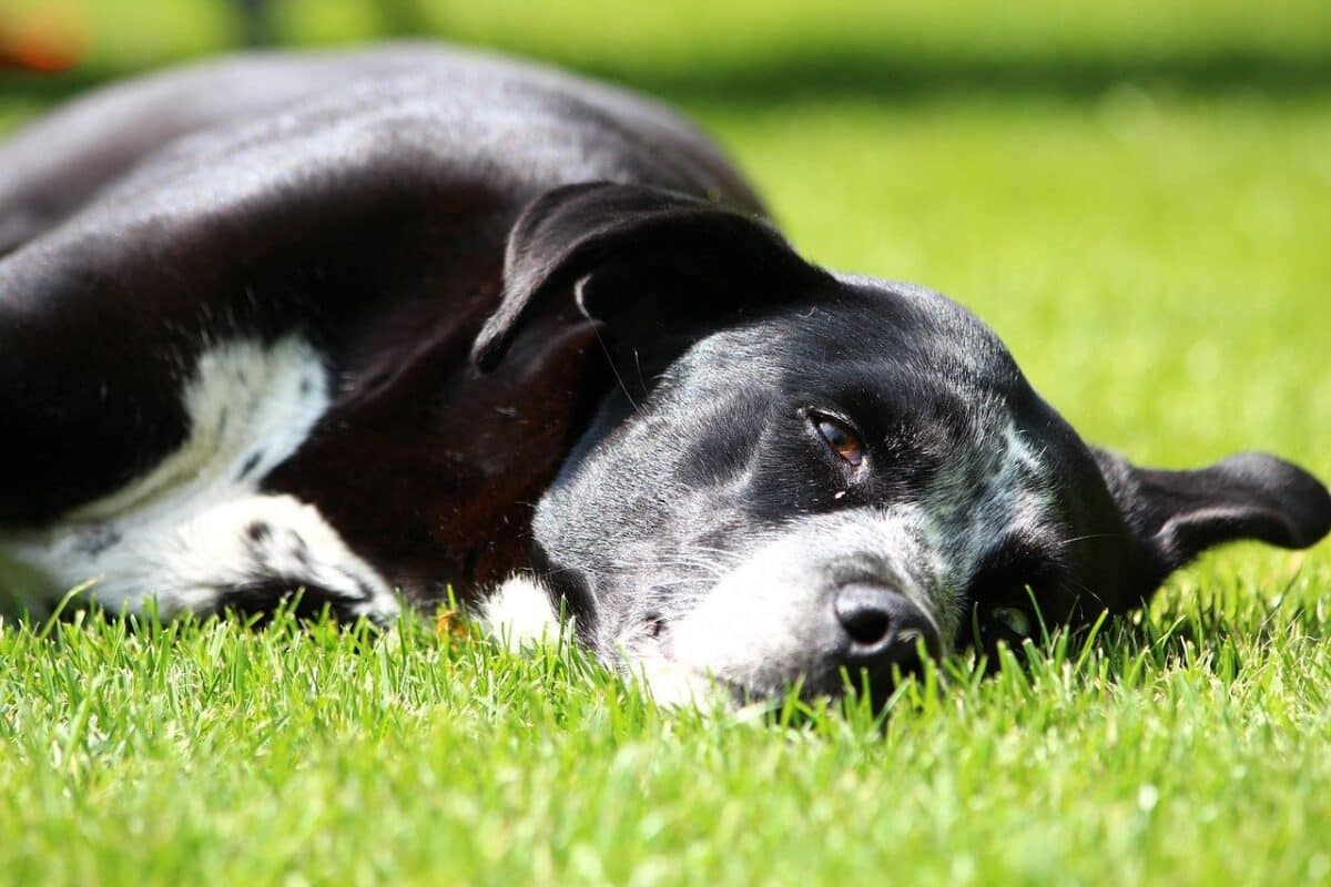 7 Myths About Older Dogs That Just Aren’t True