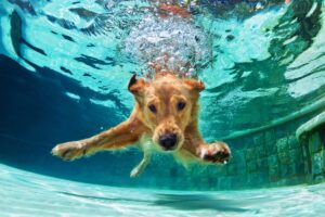 8 Dog Breeds That Love Water (+ 5 That Hate Getting
Wet)