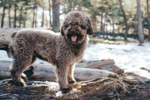 8 Rare Dog Breeds With Unique Coat Patterns