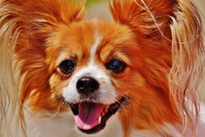 the best weight loss supplements for your Papillon