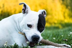 9 Fun Facts You Didn’t Know About American Staffordshire
Terriers