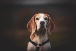 9 Fun Facts You Didn’t Know About Beagles