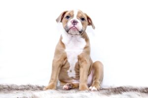 9 Fun Facts You Didn’t Know About Bulldogs