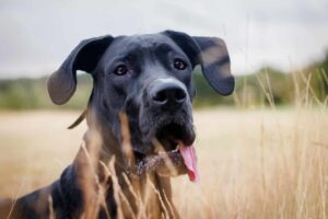 9 Fun Facts You Didn’t Know About Great Danes