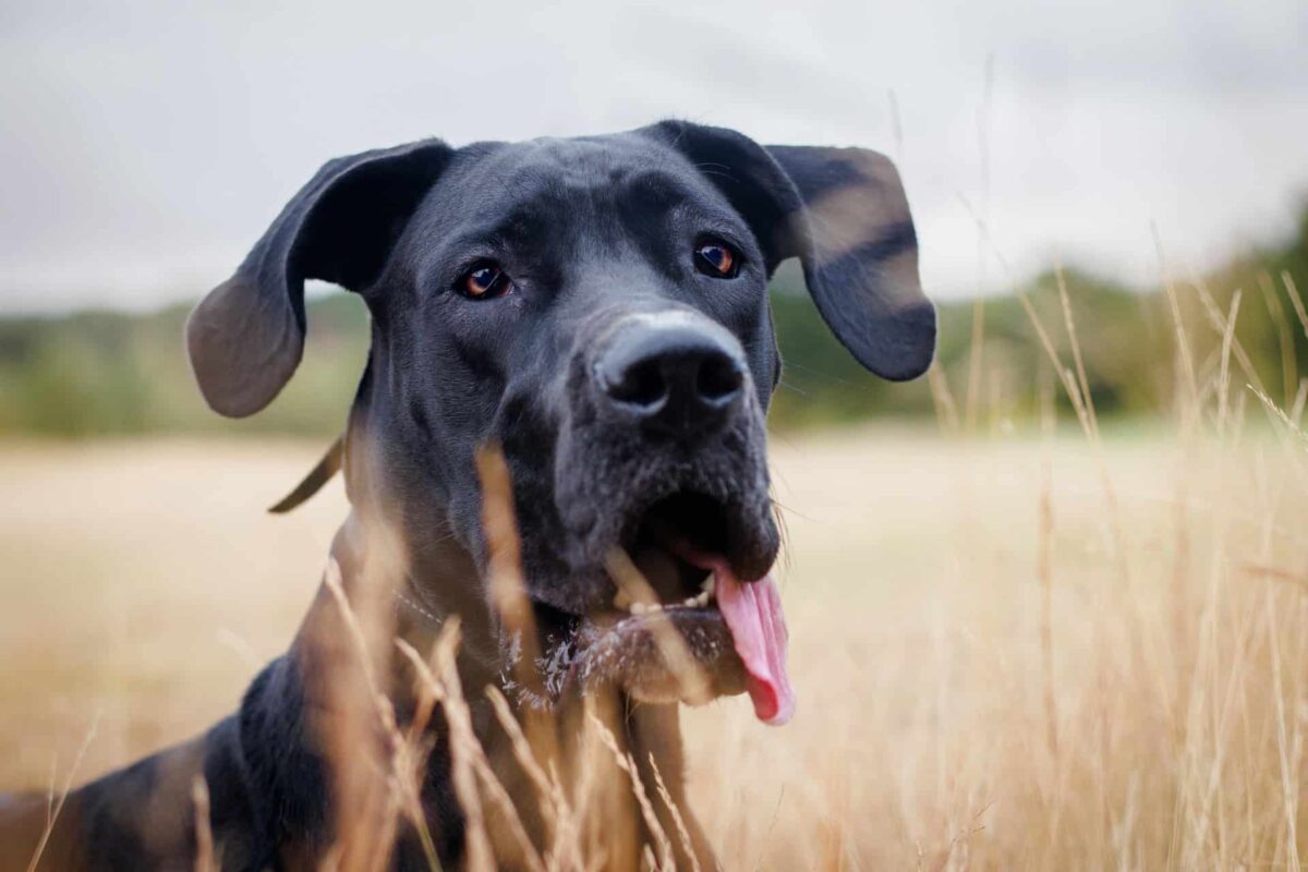 9 Fun Facts You Didn’t Know About Great Danes