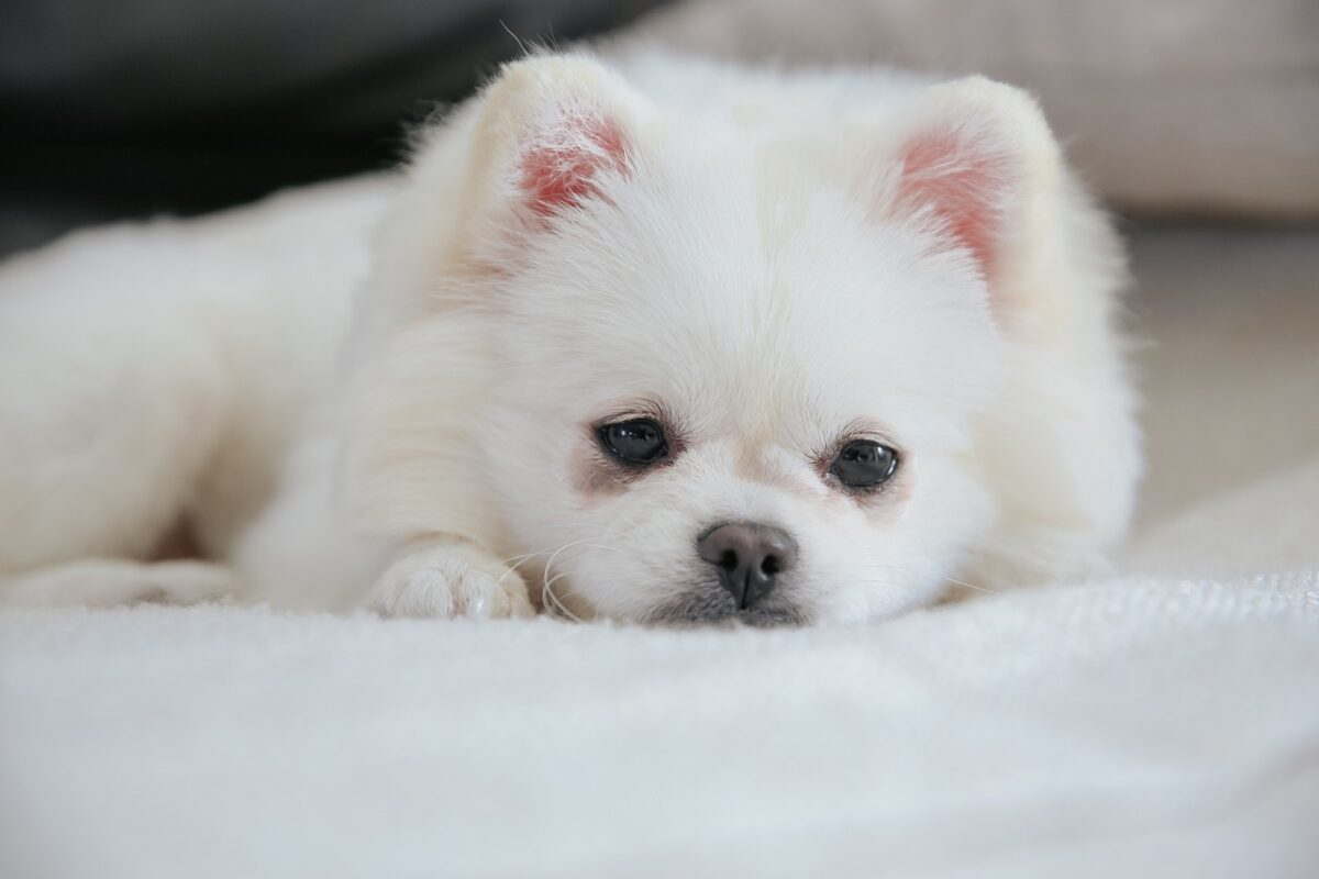 9 Fun Facts You Didn’t Know About Pomeranians