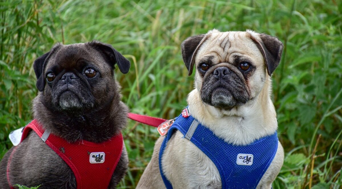 9 Fun Facts You Didn’t Know About Pugs