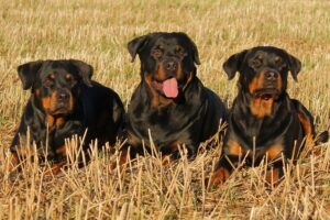 9 Fun Facts You Didn’t Know About Rottweilers