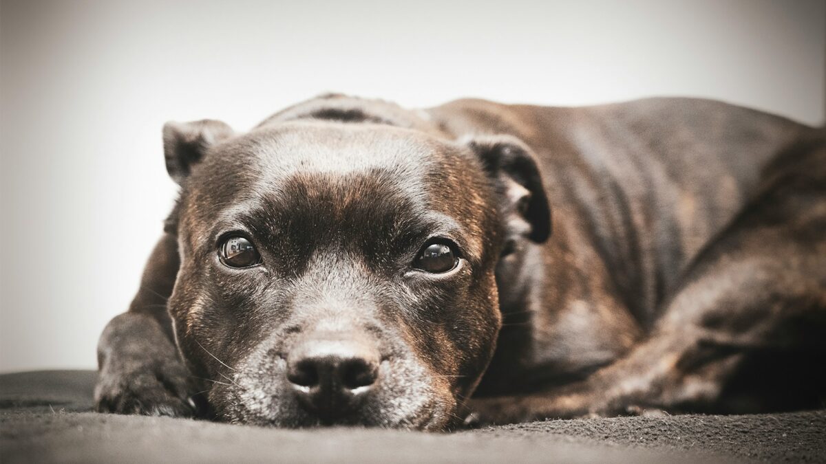 9 Fun Facts You Didn’t Know About Staffordshire Bull
Terriers