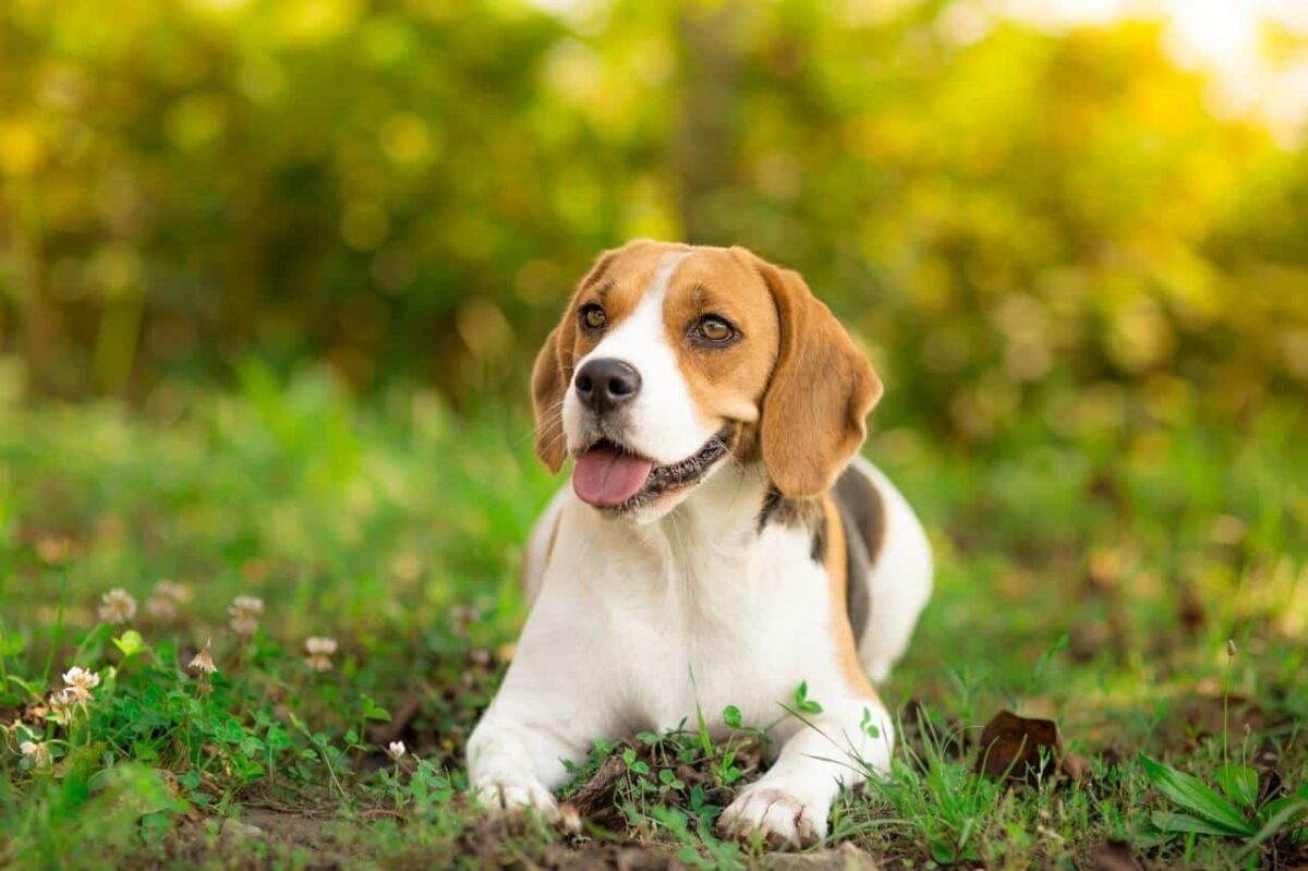 9 Surprising Facts About Beagles