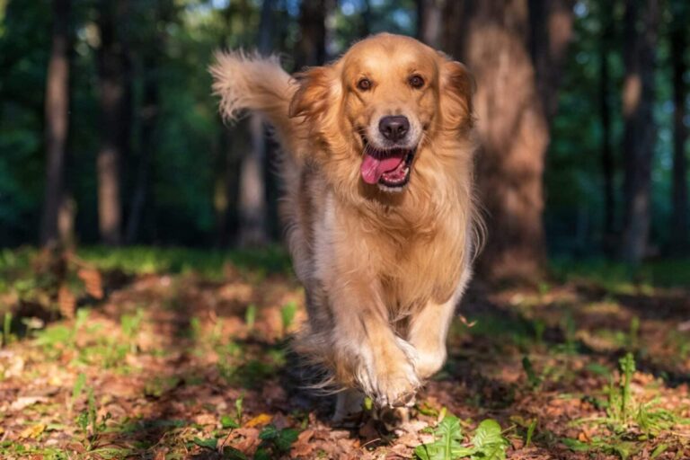 9 Surprising Facts About The Golden Retriever